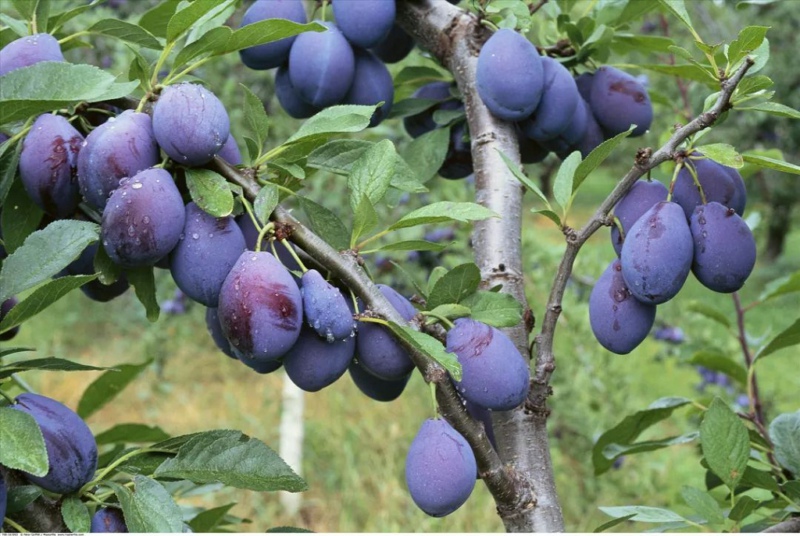 在園區(qū)部署農(nóng)業(yè)用的氣象站,助力西梅種植 在園區(qū)部署農(nóng)業(yè)用的氣象站,助力西梅種植