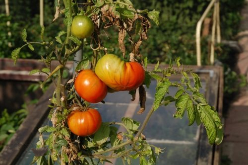 用智慧農(nóng)業(yè)物聯(lián)網(wǎng)的模式種植西紅柿 用智慧農(nóng)業(yè)物聯(lián)網(wǎng)的模式種植西紅柿